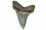 Serrated Angustidens Tooth - Megalodon Ancestor #269954-1